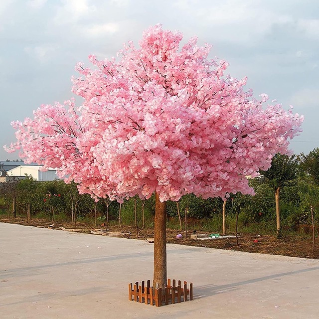 Cherry blossom