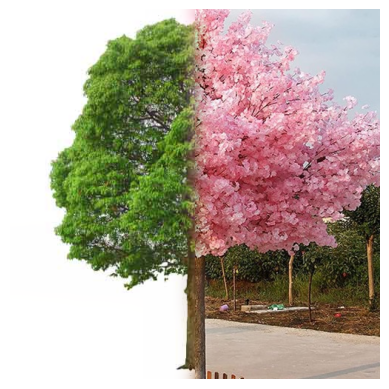 Green tree blended with cherry blossom