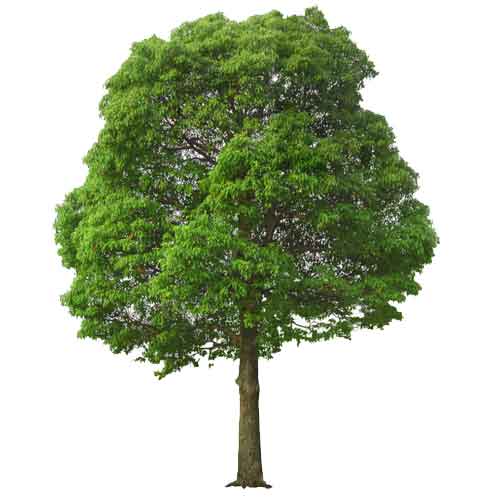 Green tree