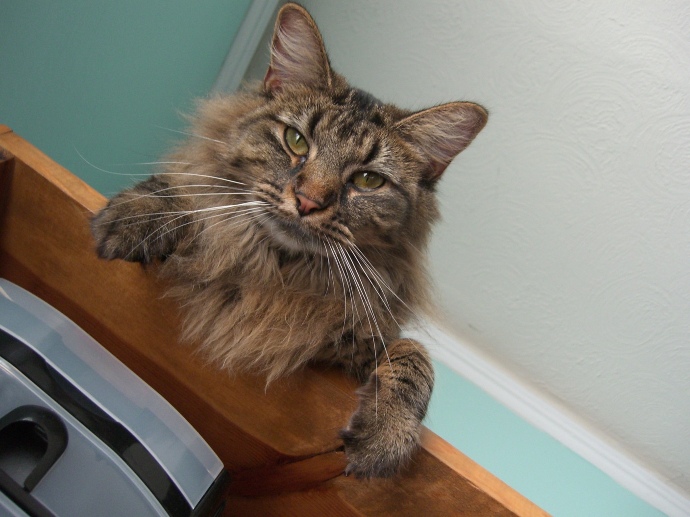 Portrait of Nutmeg the cat